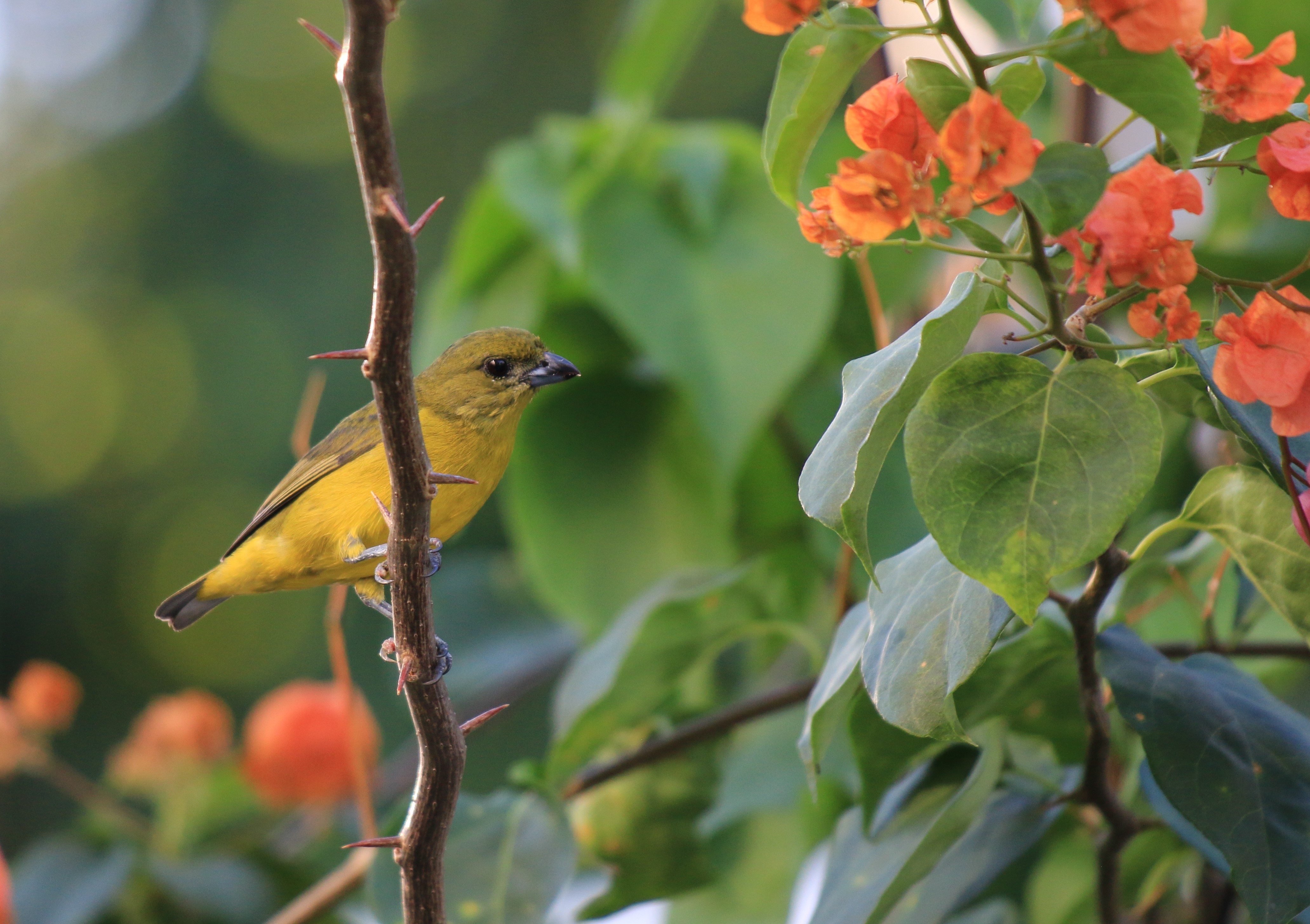 Costa Rica